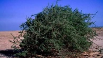 لماذا شجرة الغرقد تحمى اليهود - ارشيفية