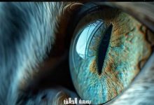 العين .. إبداع الخالق في التصميم والدقة ونافذة الروح إلى العالم